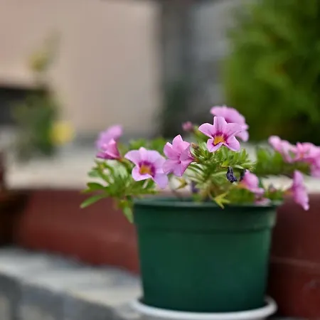 Guest house Saint Maria Velingrad
