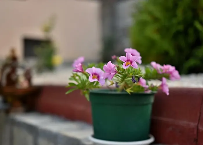 Konukevi Saint Maria Velingrad